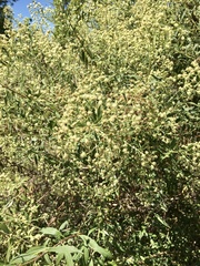 Baccharis punctulata