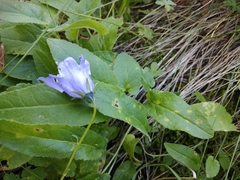 Campanula collina