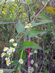 Alloispermum integrifolium