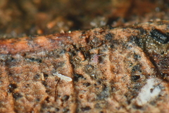 Parisotoma notabilis