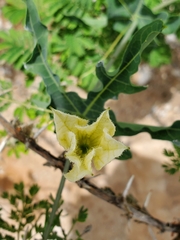 Coccinia sessilifolia image