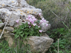 Cyclamen persicum