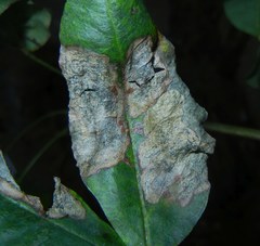 Leucoptera laburnella