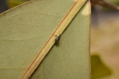 Anthonomus bisignifer