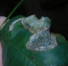 Leucoptera laburnella
