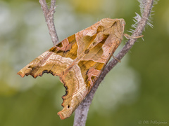 Phlogophora meticulosa