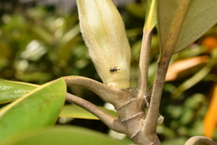 Anthonomus bisignifer