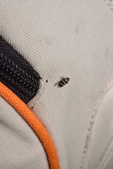 Planaphrodes