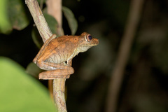 Boana calcarata