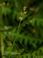 Carex atlantica atlantica