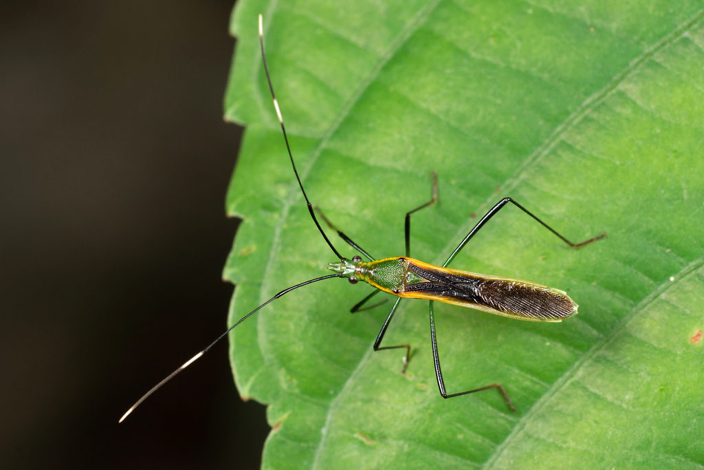Leptocorisa costalis