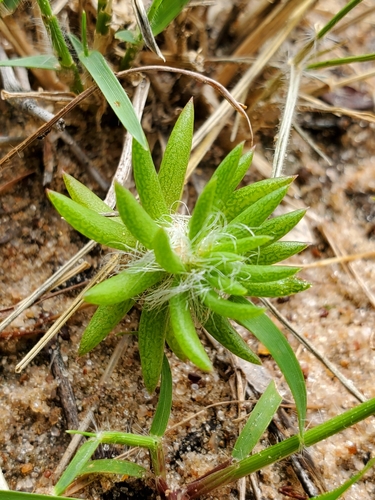 Portulaca kermesina