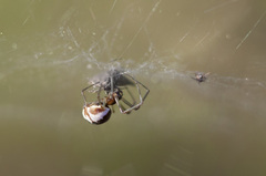 Neriene peltata