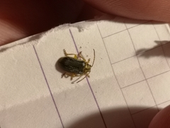 Xanthogaleruca luteola