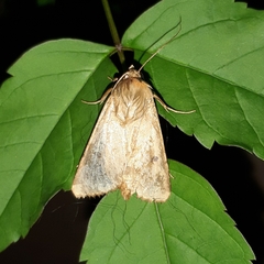 Lepidoptera