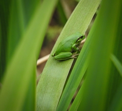 Hyla meridionalis