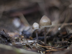 Mycena plumipes