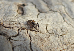 Pseudicius encarpatus