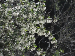 Clematis cirrhosa