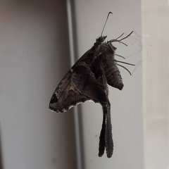 Chioides