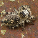 Canopy Jumping Spider - Photo (c) Thomas Shahan, some rights reserved (CC BY-NC), uploaded by Thomas Shahan