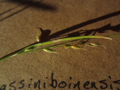 Carex assiniboinensis