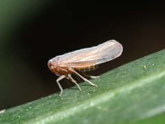 Omolicna