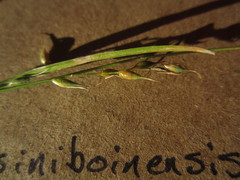Carex assiniboinensis