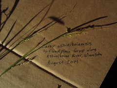 Carex assiniboinensis