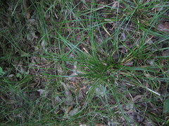 Carex assiniboinensis