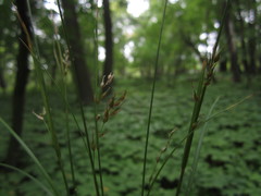 Carex assiniboinensis