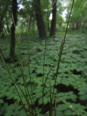 Carex assiniboinensis