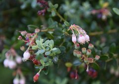 Vaccinium darrowii image