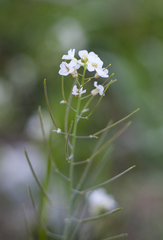 Arabidopsis suecica