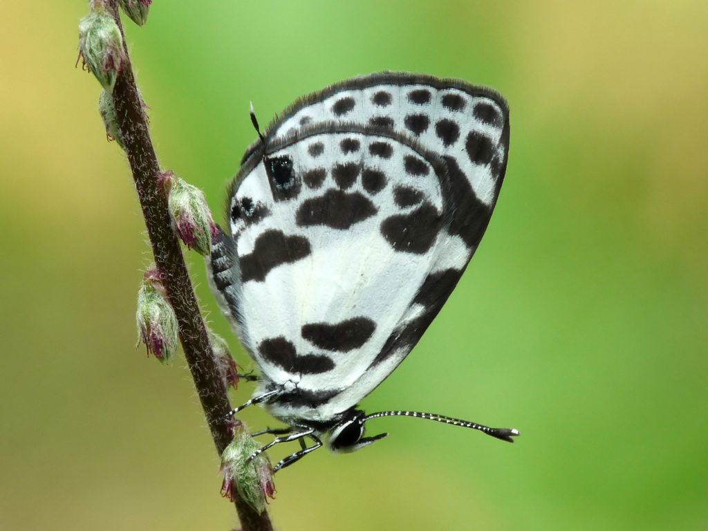 Banded Blue Pierrot