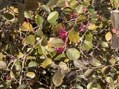 Loropetalum