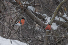 Pyrrhula pyrrhula