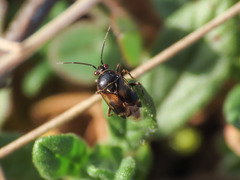Deraeocoris serenus
