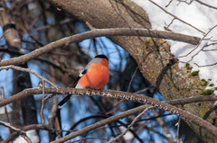 Pyrrhula pyrrhula