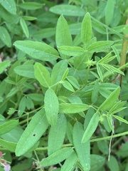 Indigofera holubii