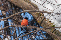 Pyrrhula pyrrhula