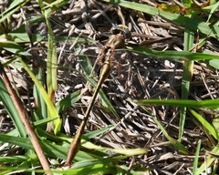 Phanogomphus minutus