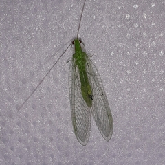Pterygota