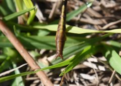 Phanogomphus minutus