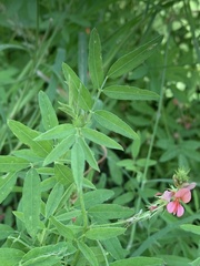 Indigofera holubii
