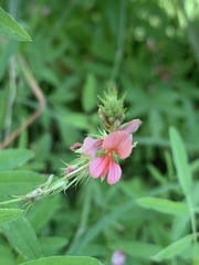 Indigofera holubii