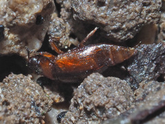 Anthobium atrocephalum
