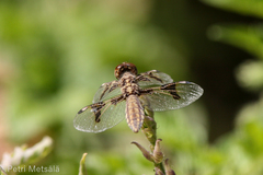 Palpopleura