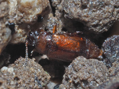 Anthobium atrocephalum