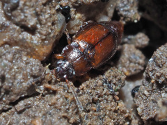 Anthobium atrocephalum
